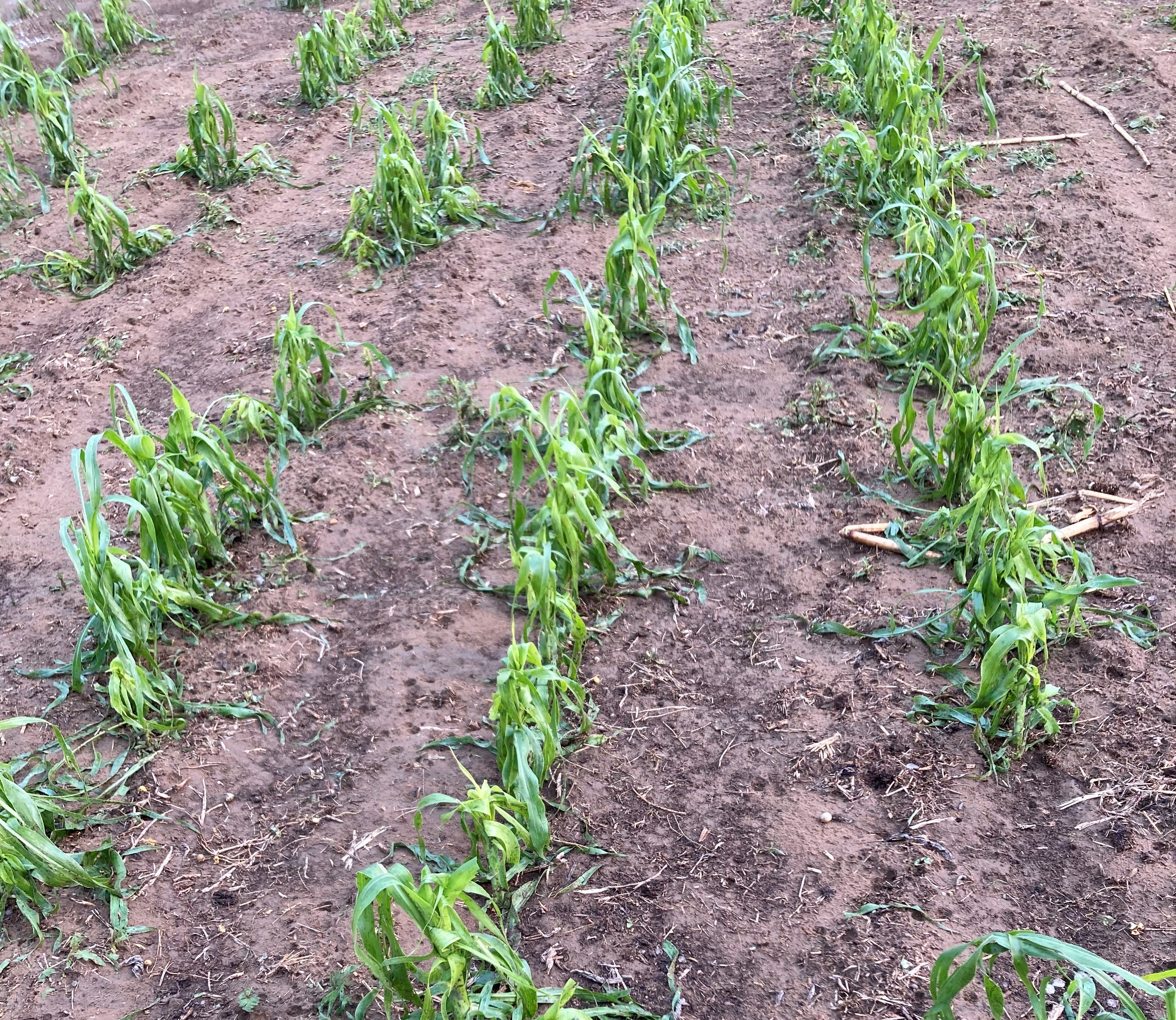 Sweet corn damaged by hail.